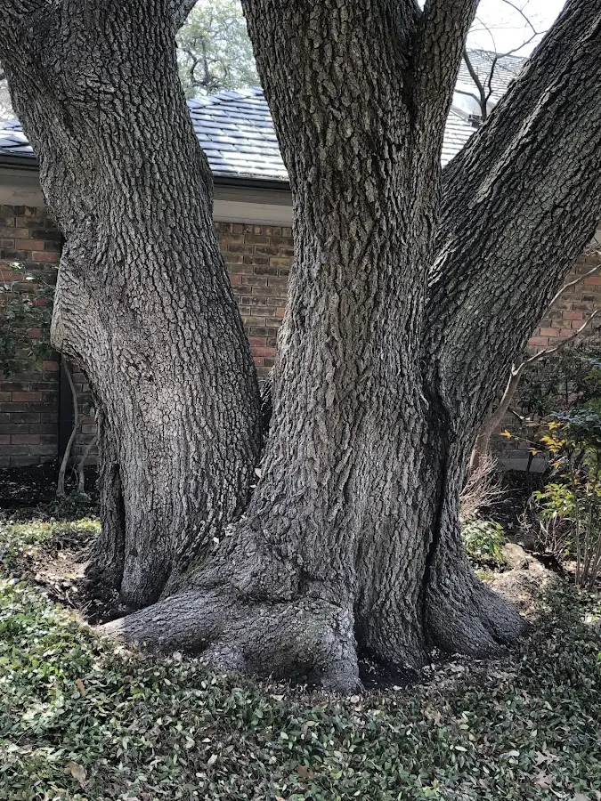 Mature heritage tree close to a Noxen property cared for by certified arborists
